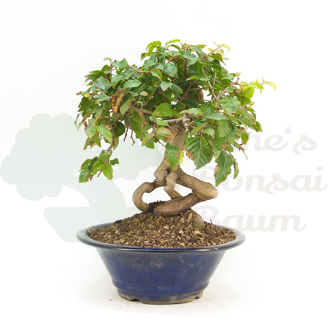 Koreanische Hainbuche ‚Carpinus turczaninowi‘